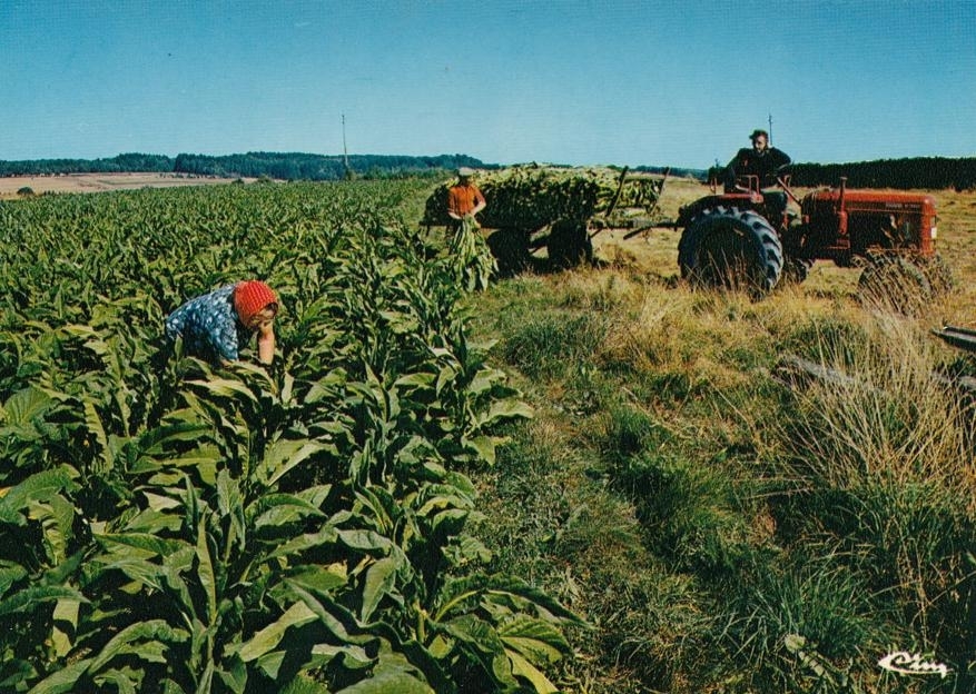 Tabakpluksters - Semois - Belgie F Tabakpluksters - Semois - Belgie F